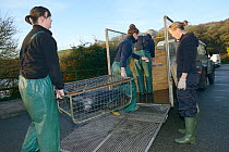 Carers loading rescued Grey seal pup (Halichoerus grypus) in a temporary cage  into a trailer for release back to the sea, after recovering from its injuries through treatment and rehabilitation, Corn...