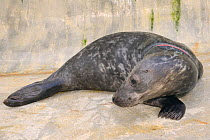 Rescued Grey seal pup (Halichoerus grypus) 'Joker' with severe injuries from entanglement in a fishing net. Kept in isolated nursery pool where it will be kept until strong enough to join other pups a...