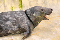 Rescued Grey seal pup (Halichoerus grypus) 'Joker' with severe injuries from entanglement in a fishing net. Kept in isolated nursery pool where it will be kept until strong enough to join other pups a...
