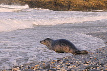 Rescued Grey seal pup (Halichoerus grypus) entering the sea after release following recovering from its injuries at Cornish Seal Sanctuary, North Cornwall, UK, January.