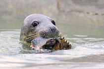 Rescued Grey seal pup (Halichoerus grypus) feeding on  Mackerel in an isolated nursery pool where it will be kept until strong enough to join other pups and then be released back to the sea, Cornish S...