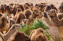 Dromedary camel (Camelus dromedarius) herd, Gafsa, Tunisia.