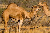 Dromedary camel (Camelus dromedarius) two, Innamincka, South Australia, Australia. Introduced feral species.