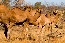 Dromedary camel (Camelus dromedarius) herd, Innamincka, South Australia, Australia. Introduced feral species.
