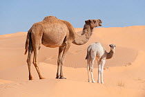 Dromedary camel (Camelus dromedarius) mother and calf, Oriental Great Erg sand dunes, Jbil National Park,  Tunisia.