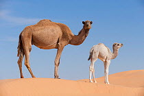 Dromedary camel (Camelus dromedarius) mother and calf, Oriental Great Erg sand dunes, Jbil National Park,  Tunisia.