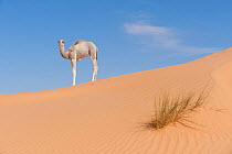 Dromedary camel (Camelus dromedarius) calf Oriental Great Erg sand dunes, Jbil National Park,  Tunisia.