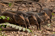Collared peccary (Pecari tajacu) group, captive, occurs in the Americas.