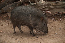 Chacoan peccary (Catagonus wagneri) captive, occurs in the Gran Chaco of Paraguay, Bolivia, and Argentina.