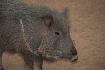 Chacoan peccary (Catagonus wagneri) captive, occurs in the Gran Chaco of Paraguay, Bolivia, and Argentina.
