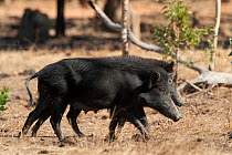 Wild boar (Sus scrofa) two females walking side by side, Central Cape York, Oriners, Queensland, Australia. Introduced species