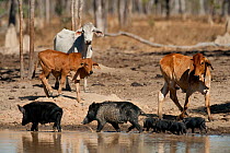 Wild boars (Sus scrofa) with piglets walking along river with cattle, Central Cape York, Oriners, Queensland, Australia. Introduced species