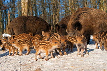 Wild boars (Sus scrofa) with piglets, in snow, captive, occurs in Eurasia, North Africa, and the Greater Sunda Islands.