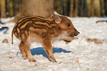 Wild boar (Sus scrofa) piglet, in snow, captive, occurs in Eurasia, North Africa, and the Greater Sunda Islands.
