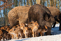 Wild boars (Sus scrofa) with piglets, in snow, captive, occurs in Eurasia, North Africa, and the Greater Sunda Islands.