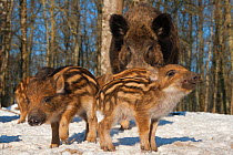 Wild boar (Sus scrofa) in snow, captive, occurs in Eurasia, North Africa, and the Greater Sunda Islands.