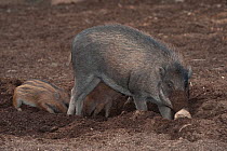 Visayan warty pig (Sus cebifrons) rooting with piglet, captive, endemic to the Visyan Islands. Philippines