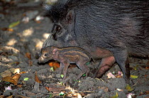 Visayan warty pig (Sus cebifrons) with small piglet, captive, endemic to the Visayan Islands, central Philippines. Critically endangered species.