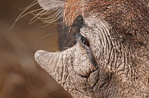 Common warthog (Phacochoerus africanus) close up of eye and 'wart-like' facial protuberance from which the warthog gets it's name. Fathala Reserve, Toubacouta, Kaolack, Senegal.