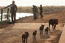 Photographer watching Common warthog (Phacochoerus africanus) walking with babies following, Djoudj National Park,  St Louis du Senegal, Senegal.