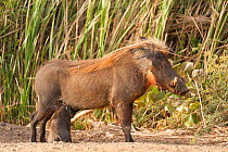 Common warthog (Phacochoerus africanus) Djoudj National Park,  St Louis du Senegal, Senegal.