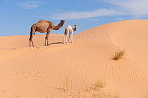 Dromedary camel (Camelus dromedarius) mother and baby, Oriental Great Erg sand dunes, Jbil National Park,  Tunisia.