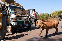 Common warthog (Phacochoerus africanus) walking in front of men and broken down van, Niokolo Koba, Senegal.