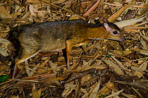 Lesser mouse-deer (Tragulus kanchil) captive, occurs in  Southeast Asia.
