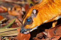 Greater mouse-deer (Tragulus napu) with 'tapetum lucidum' in eyes reflecting light, captive, occurs in South East Asia.
