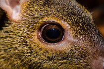Yellow-striped chevrotain (Moschiola kathygre) close up of eye. Captive, endemic to Sri Lanka.
