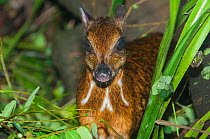 Java mouse-deer (Tragulus javanicus) with 'tapetum lucidum' in eyes reflecting light, captive, occurs in Java.