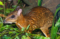 Java mouse-deer (Tragulus javanicus) captive, occurs in Java.