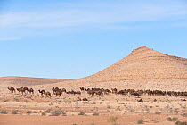 Dromedary camel (Camelus dromedarius) herd in habitat,  Gafsa, Tunisia.