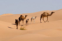 Dromedary camels (Camelus dromedarius) Oriental Great Erg sand dunes, Jbil National Park,  Tunisia.