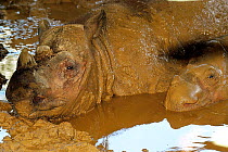 Sumatran rhinoceros (Dicerorhinus sumatrensis) resting in mud, captive, endemic to Sumatra.