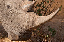 White rhinoceros (Ceratotherium simum) close up of horn, captive, Reserve de Bandia, Mbour, Senegal.