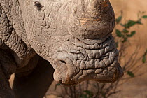 White rhinoceros (Ceratotherium simum) close up of wide lip and base of horn, captive. Reserve de Bandia, Mbour, Sengal.