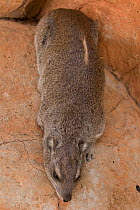 Yellow-spotted rock hyrax (Heterohyrax brucei) Voi, Tsavo East National Park, Kenya.
