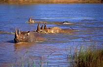 Black rhinoceroses (Diceros bicornis) swimming acorss river, Zimbabwe.
