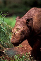 Sumatran rhinoceros (Dicerorhinus sumatrensis) captive, endemic to Sumatra.