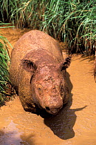 Sumatran rhinoceros (Dicerorhinus sumatrensis) wallowing in mud, captive, occurs in Sumatra.
