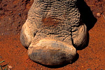 Black rhinoceros (Diceros bicornis) close up of foot. South Africa.
