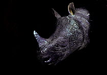 Black rhinoceros (Rhinoceros sondaicus) portrait, captive, Indonesia.