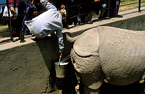 Zoo Warden in Kathmandu collecting Indian rhinoceros (Rhinoceros unicornis)  urine to sell as medicine (anti-asthmatic) Nepal.