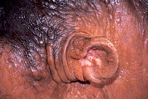 Hippopotamus (Hippopotamus amphibius) close up of ear, captive, occurs in Sub-Saharan Africa.
