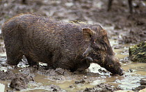 Javan warty pig (Sus verrucosus) walking through mud, captive, endemic to Indonesia.