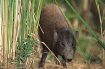 Pygmy hog (Sus salvanius) captive, occurs in Assam. Critically endangered species.