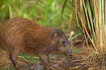 Pygmy hog (Sus salvanius) captive, occurs in Assam. Critically endangered species.
