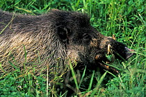 Visayan warty pig (Sus cebifrons) captive, endemic to the Visayan Islands, central Philippines. Critically endangered species.