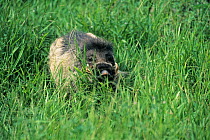 Visayan warty pig (Sus cebifrons) captive, endemic to the Visayan Islands, central Philippines. Critically endangered species.